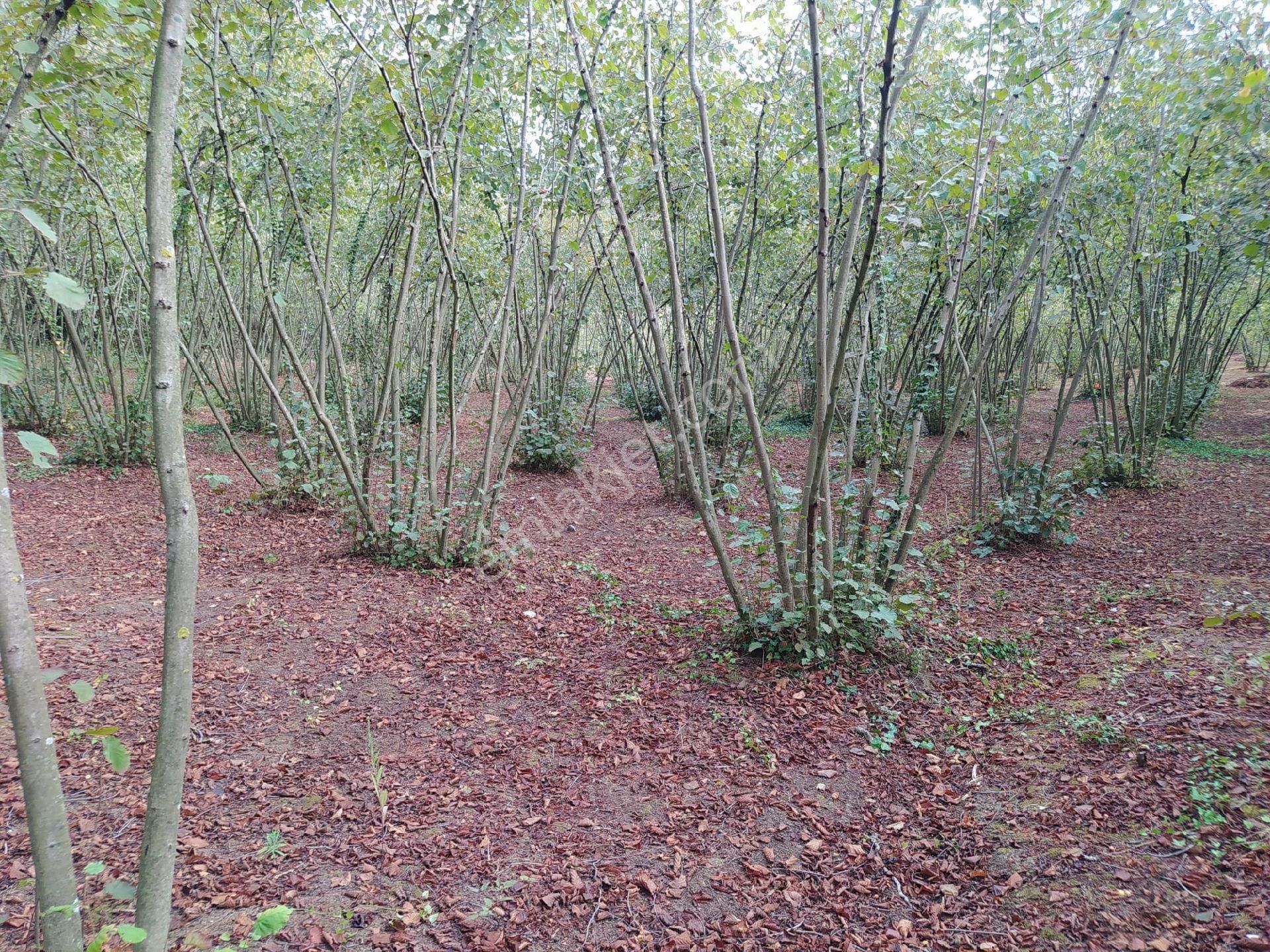 Fındık Bahçesi - Görsel 10