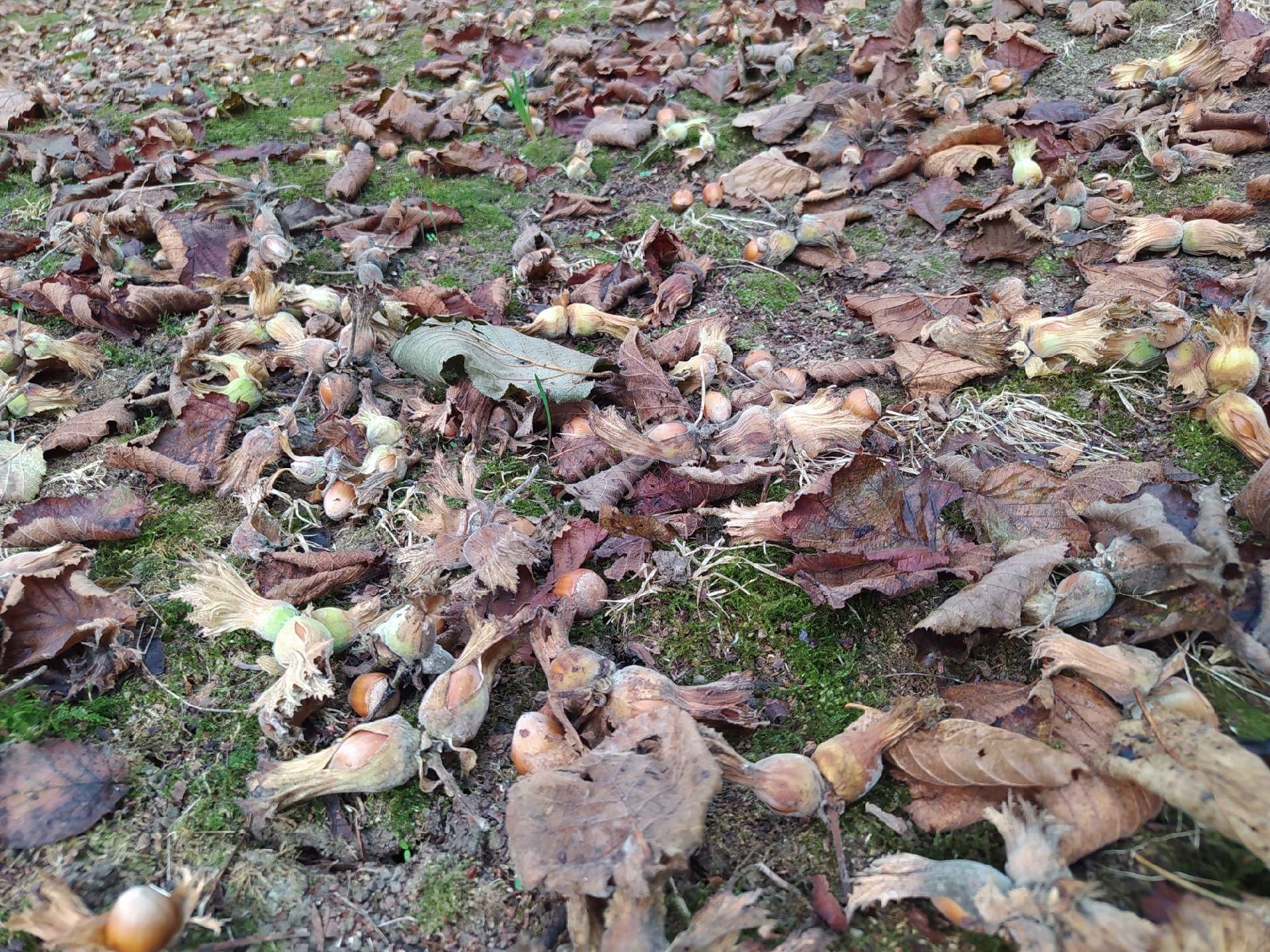 Fındık Bahçesi - Görsel 25