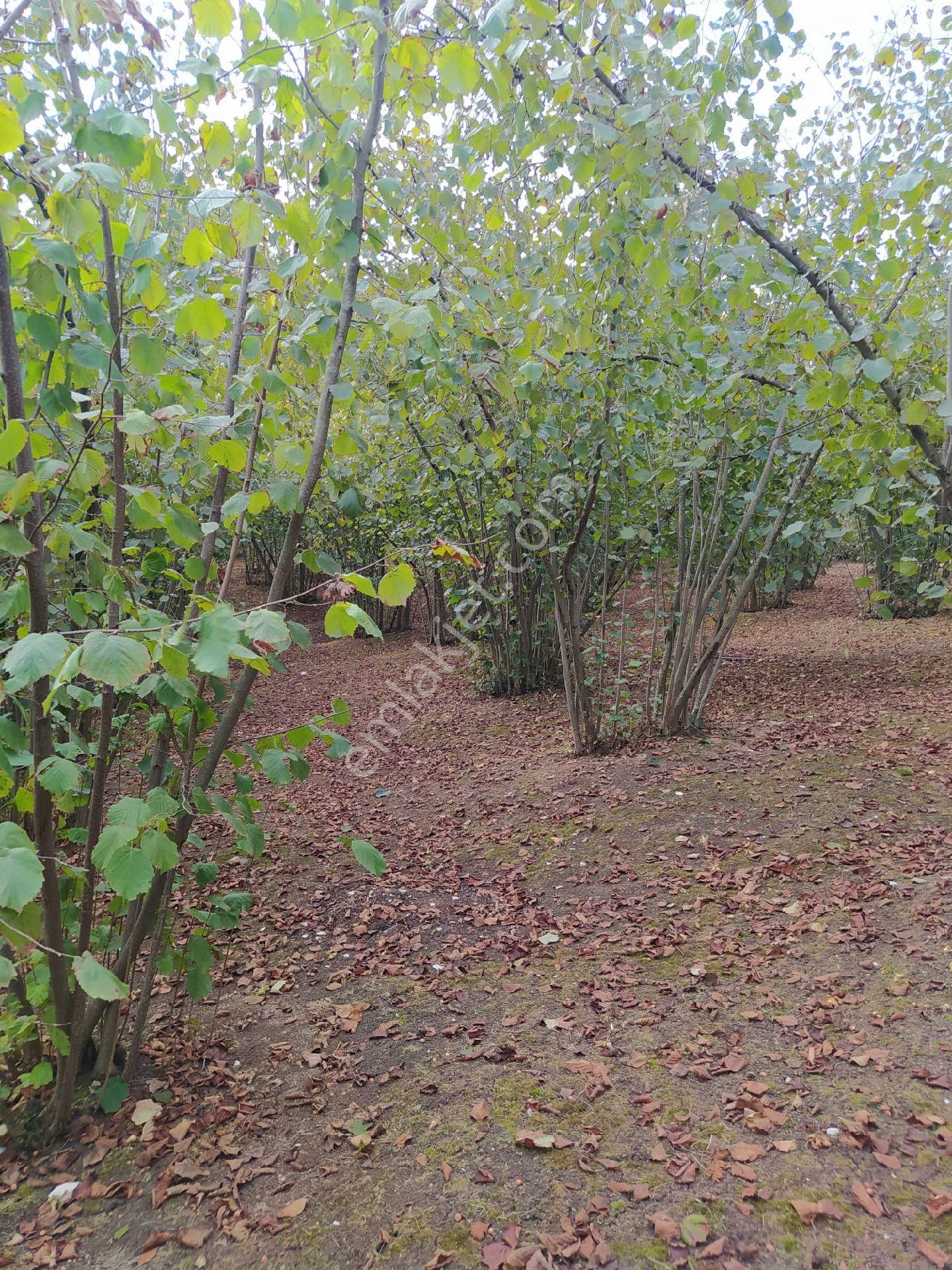 Fındık Bahçesi - Görsel 8