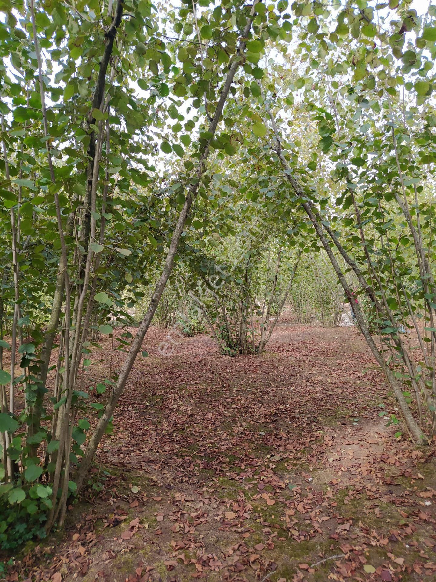 Fındık Bahçesi - Görsel 19