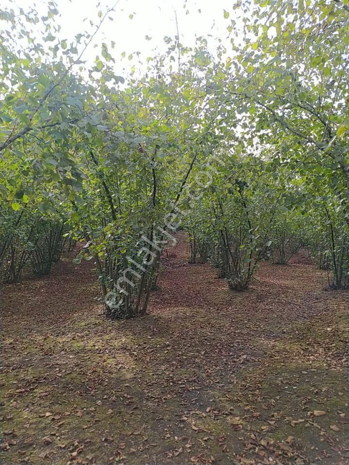 Fındık Bahçesi - Görsel 17