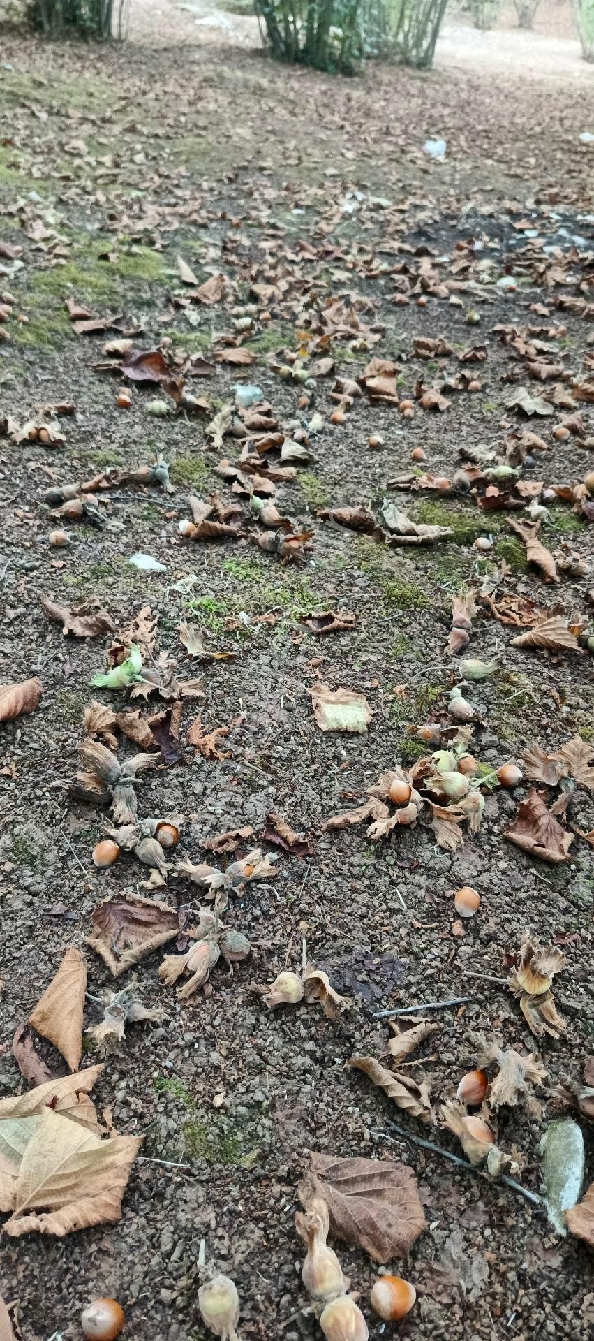 Fındık Bahçesi - Görsel 26