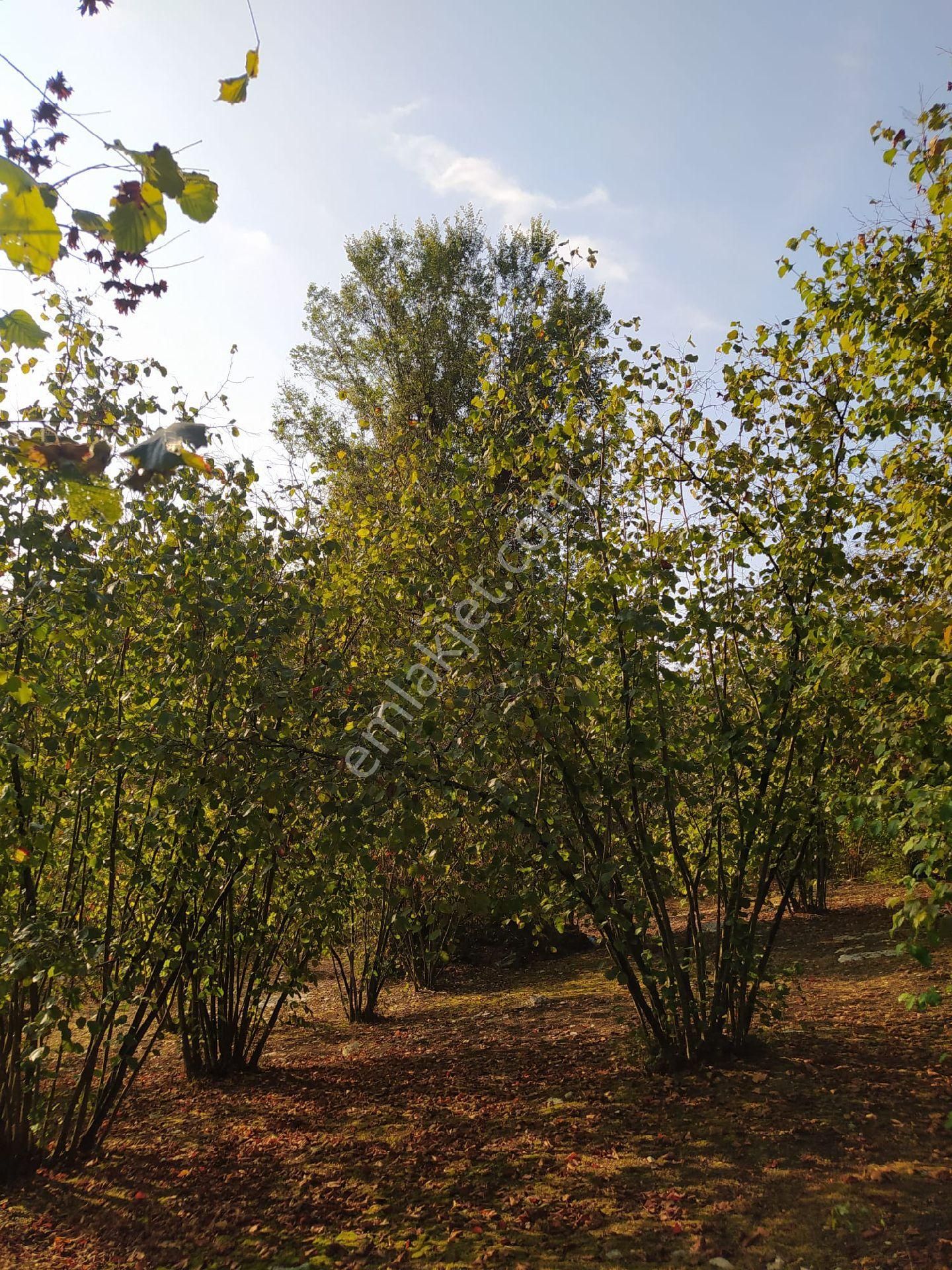 Fındık Bahçesi - Görsel 18