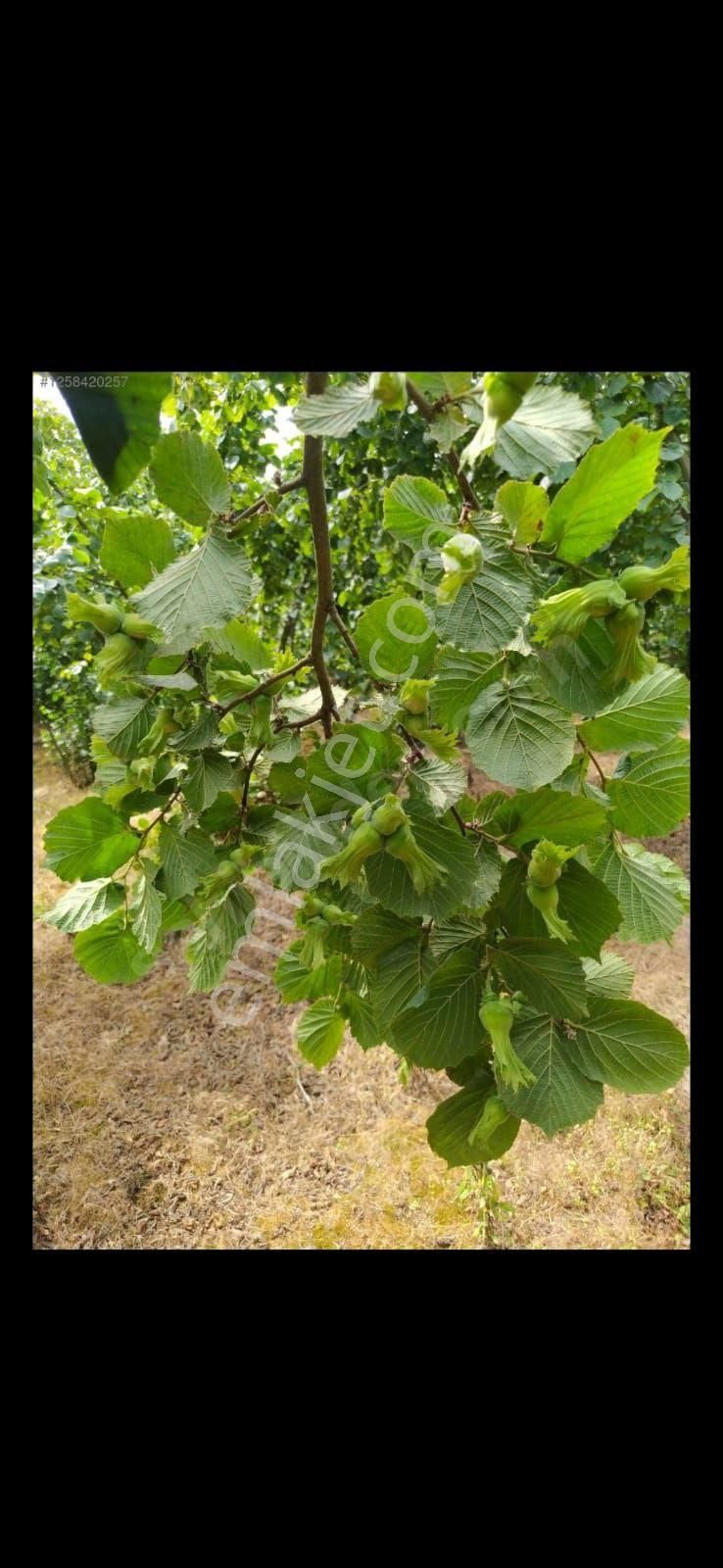 Fındık Bahçesi - Görsel 6