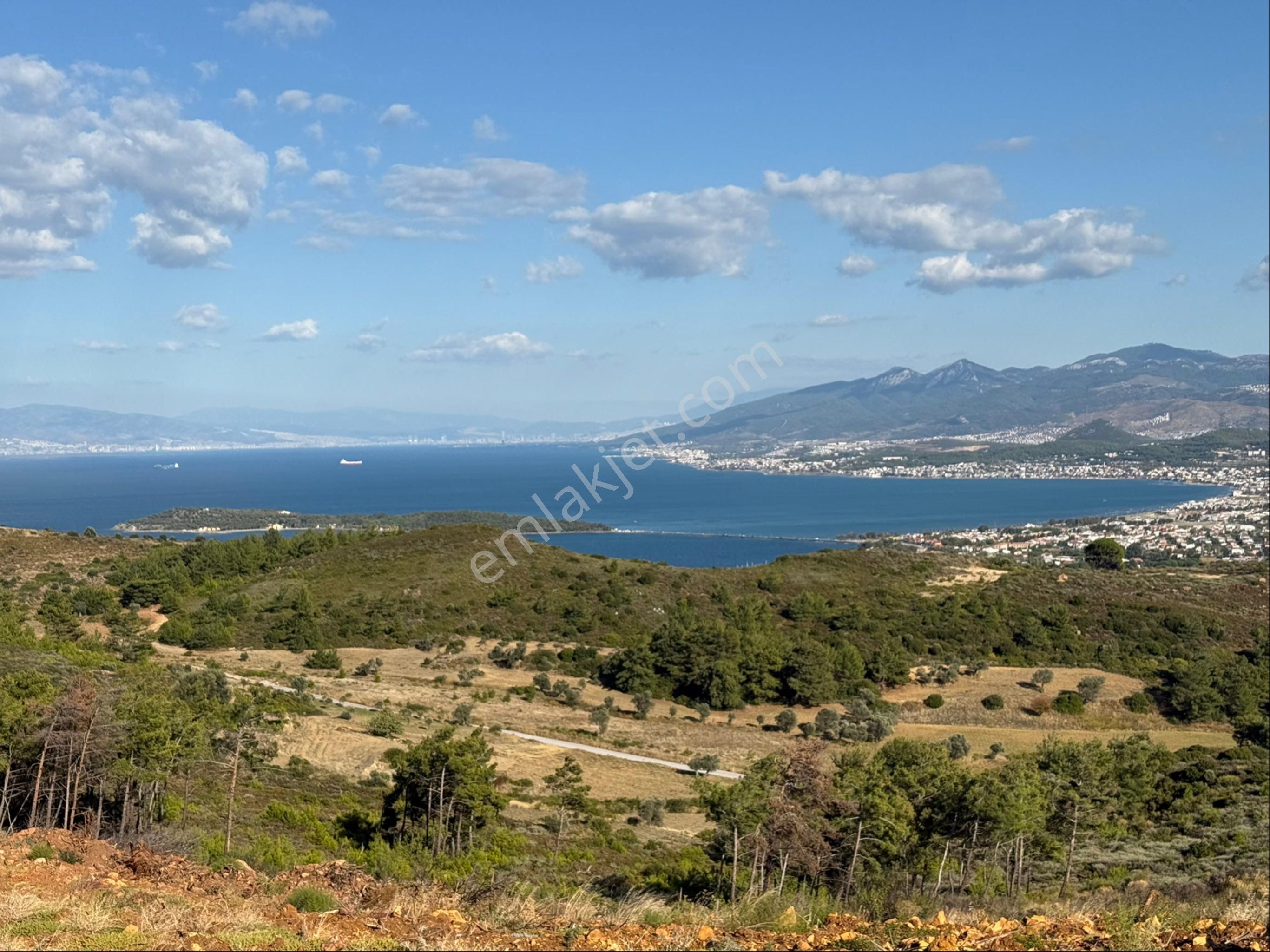 Urla Nın Gözde Konumu İskele De Satılık Zeytinlik