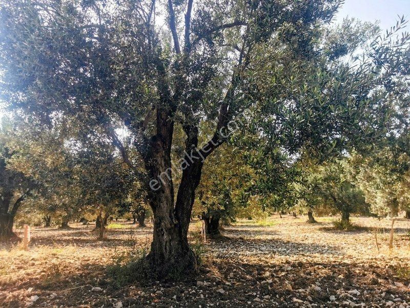Bülent Ateşci'den Aliağa Bozköyde 1055 M2 Tarla - Görsel 6