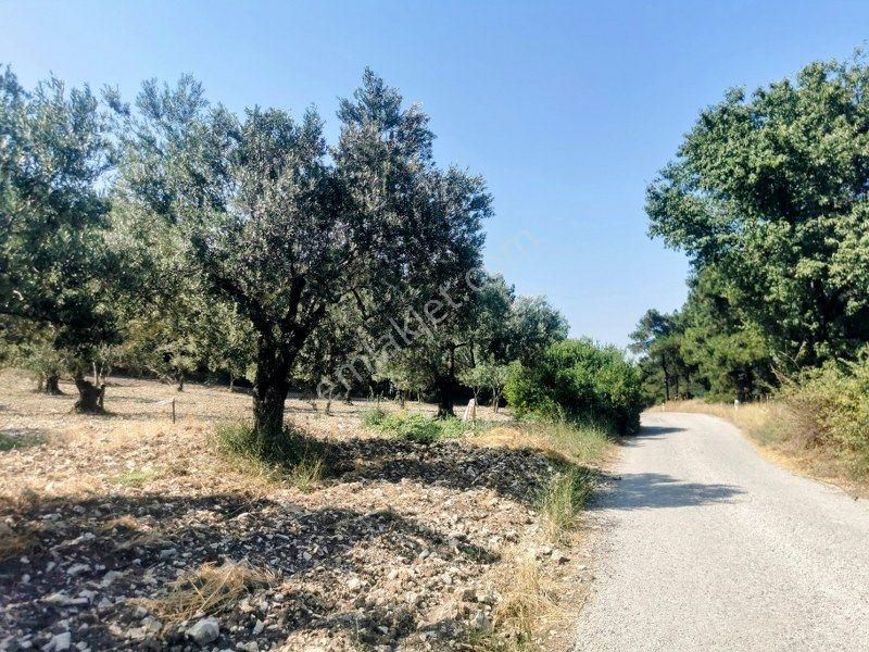 Bülent Ateşci'den Aliağa Bozköyde 1055 M2 Tarla - Görsel 4