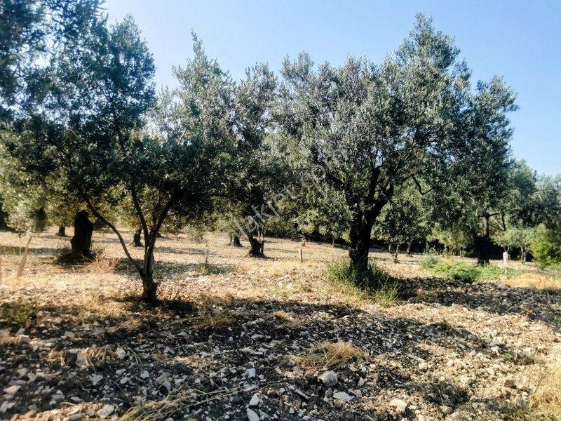 Bülent Ateşci'den Aliağa Bozköyde 1055 M2 Tarla - Görsel 7