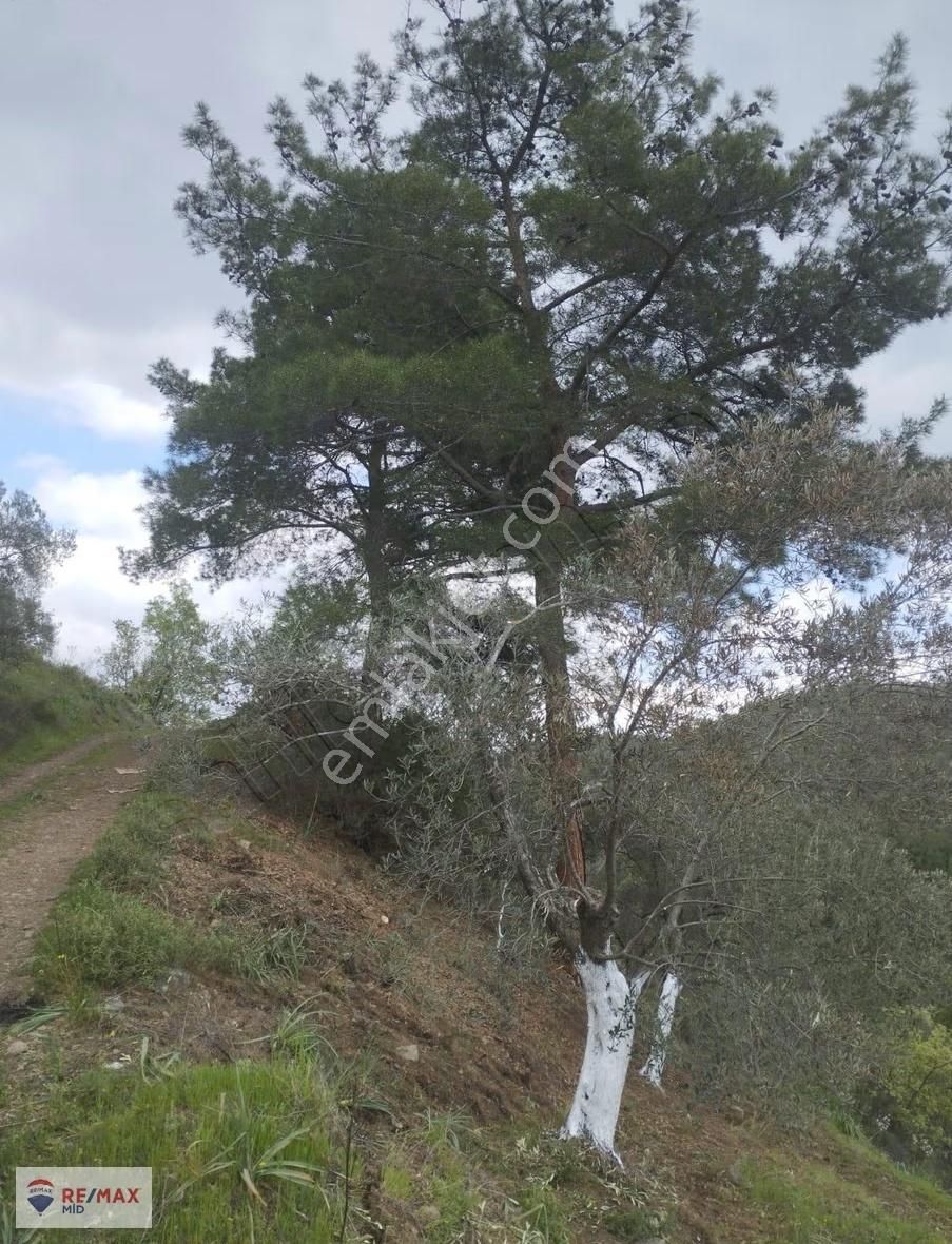 Havran Sarnıç Mah. Baraj Manzaralı 1827 M2 Satılık Zeytinlik - Görsel 2