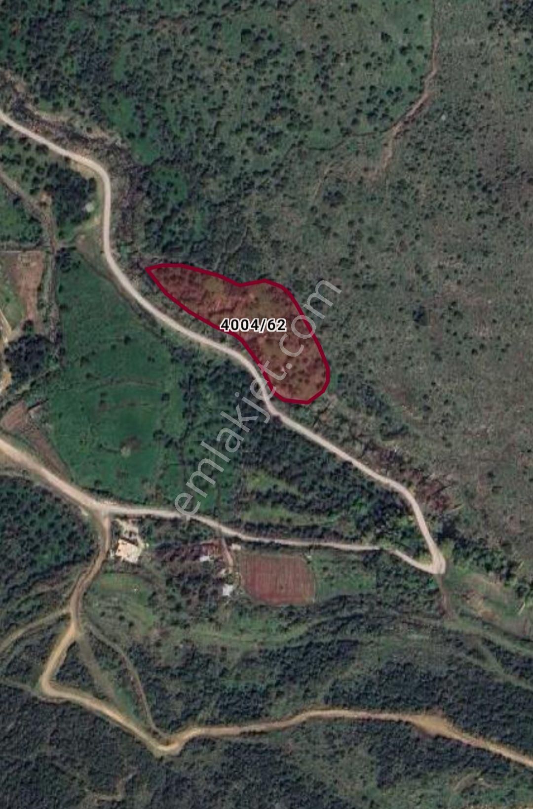 Gözde Life Çıtak Köyünde 1/2 Zeytinlik 2948 M2 Verilecektir