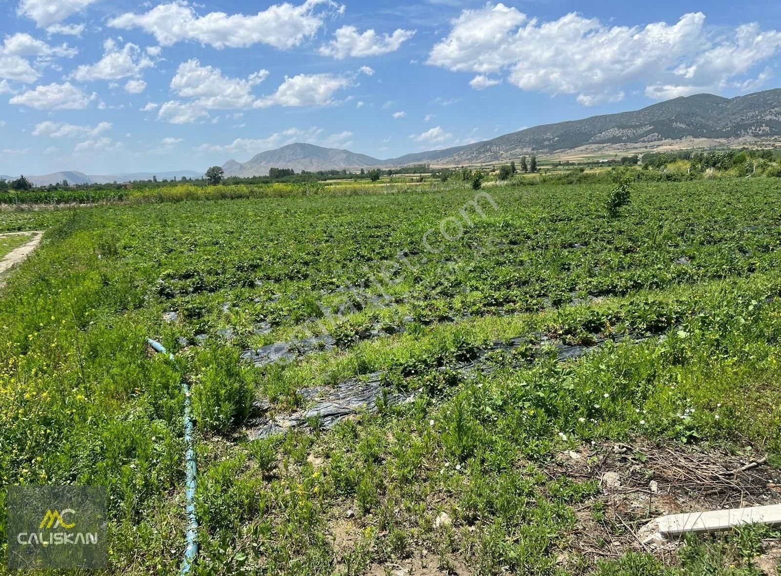 Tokat-turhal Yoluna Sıfır Konumda 7 Dönüm Tek Tapu Çilek Serası - Görsel 11