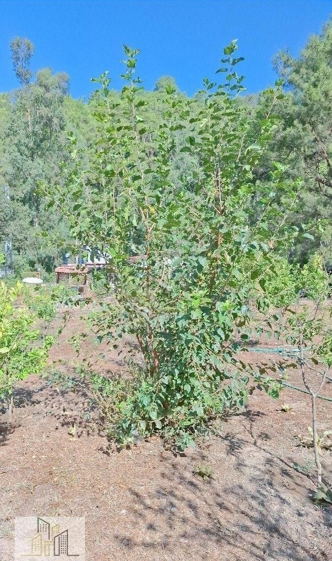 Marmaris Çamlı,da 2.500m2 Müstakil Bahçeli Konut - Görsel 21