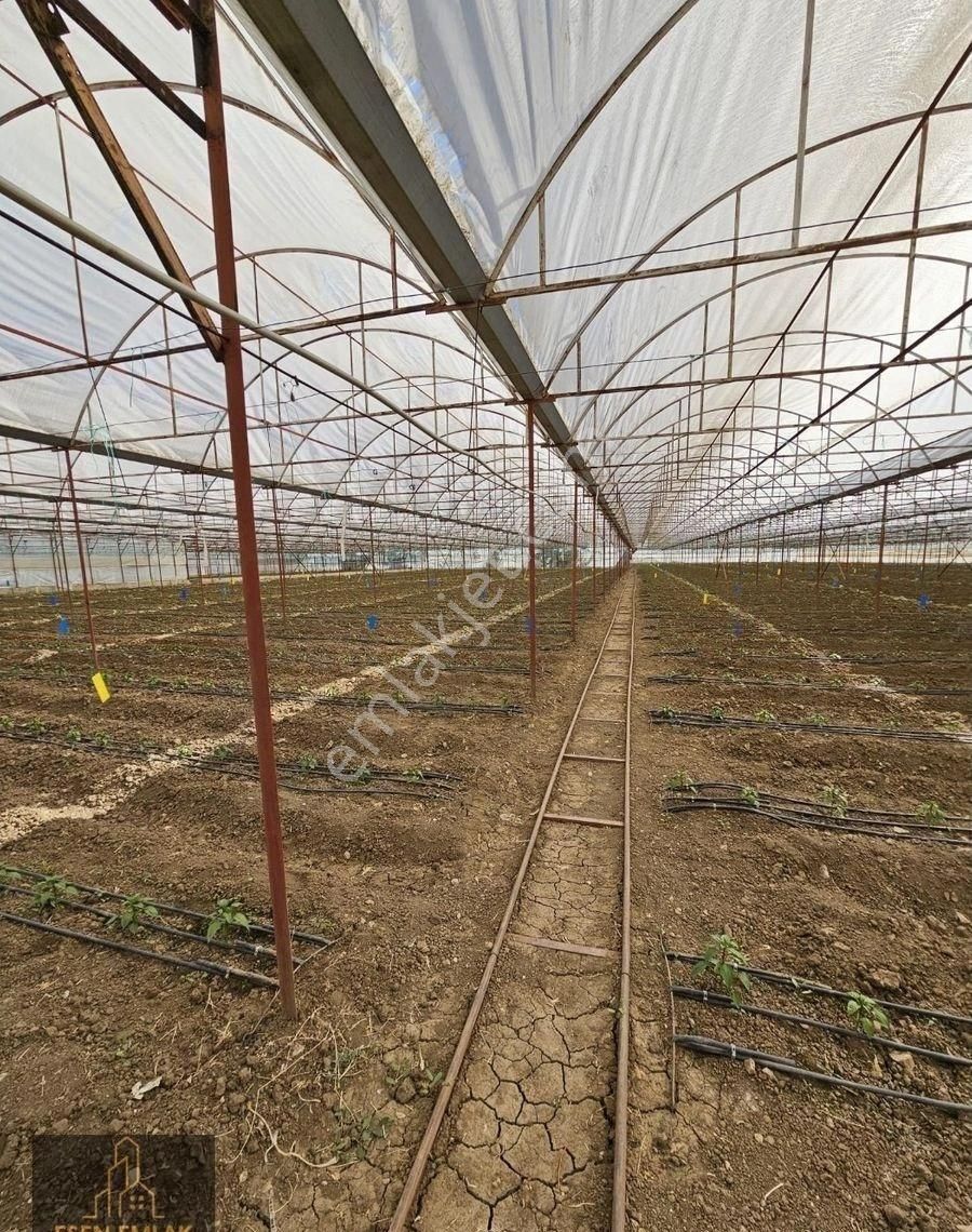 Antalya Elmalı Armutlu Mahalle Merkezinde Evi Bulunan 8.000m2 Kapalı Kiralık Sera - Görsel 4