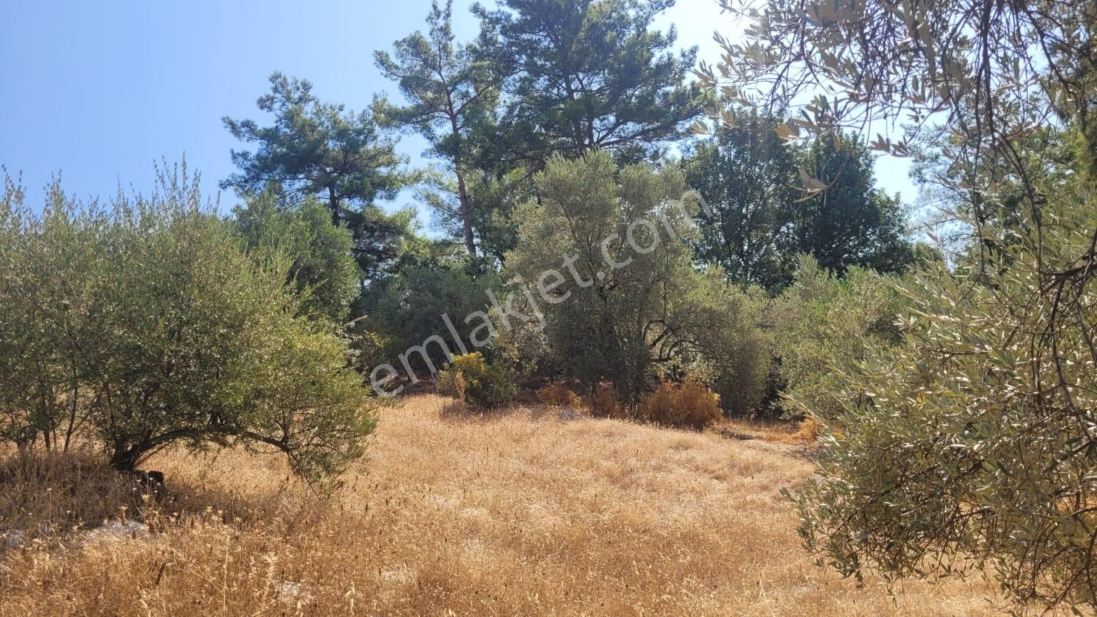 Goldhouse Dan Satılık Tarla Seydikemerde 830m2 Fırsat - Görsel 3