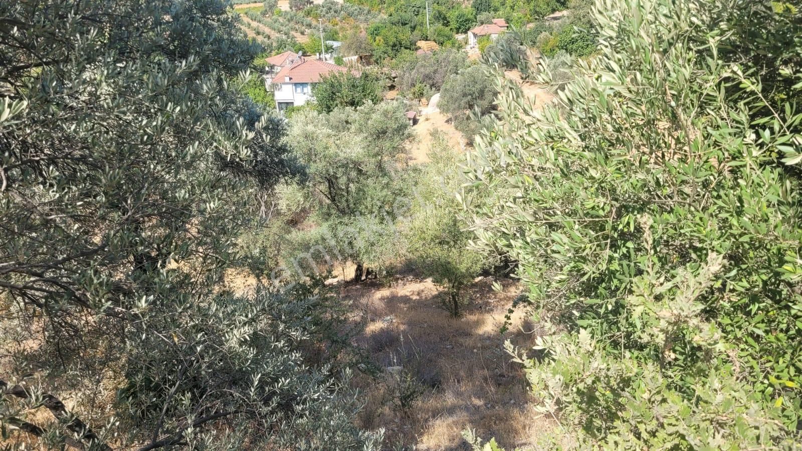 Goldhouse Dan Satılık Tarla Seydikemerde 830m2 Fırsat - Görsel 4