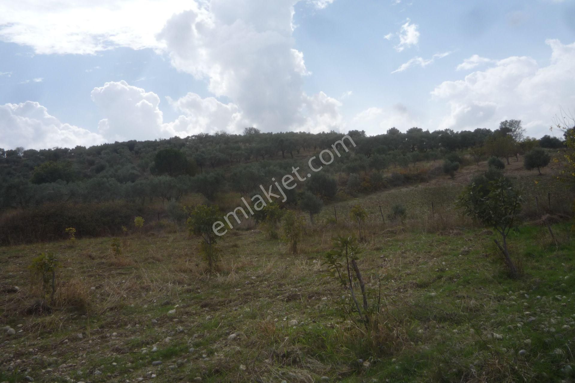 İzmir Torbalı Gold Emlaktan Bozköyde Satılık Kıymetli Bahçe - Görsel 14