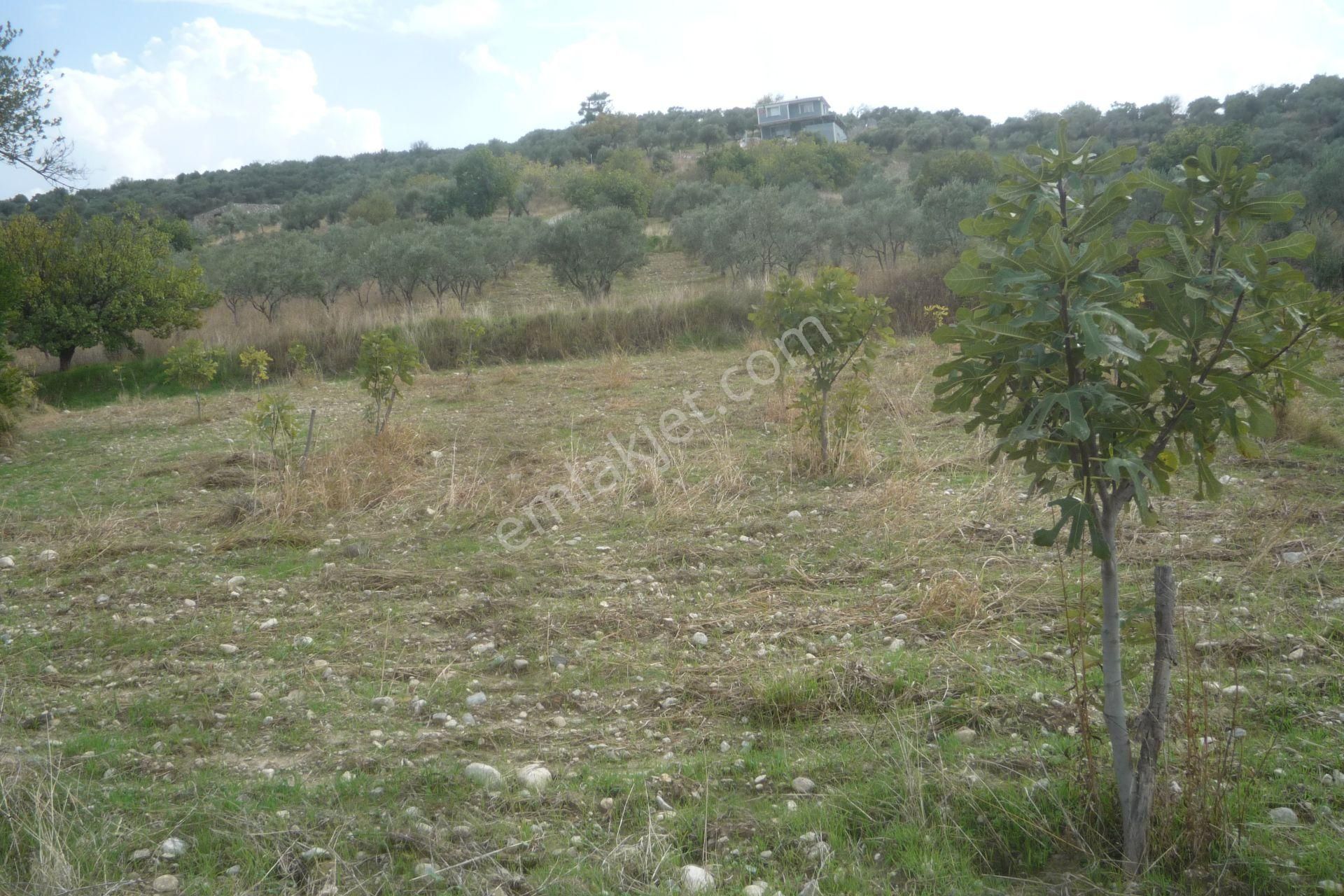 İzmir Torbalı Gold Emlaktan Bozköyde Satılık Kıymetli Bahçe - Görsel 5