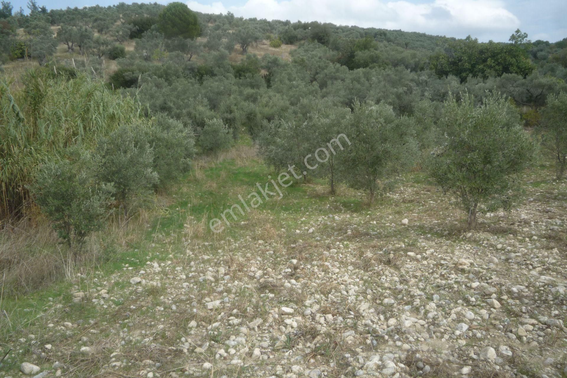 İzmir Torbalı Gold Emlaktan Bozköyde Satılık Kıymetli Bahçe - Görsel 7