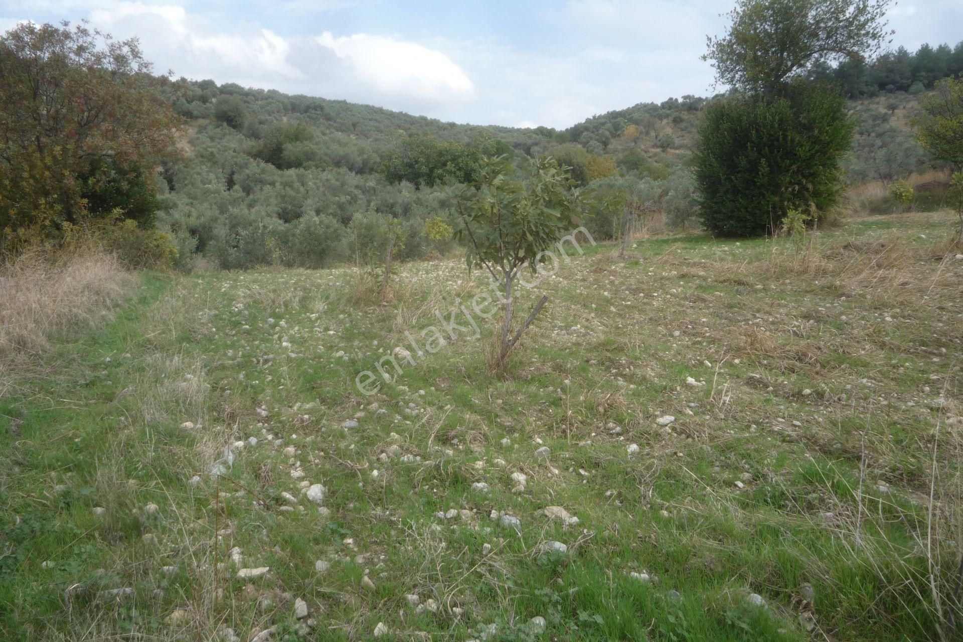 İzmir Torbalı Gold Emlaktan Bozköyde Satılık Kıymetli Bahçe - Görsel 17