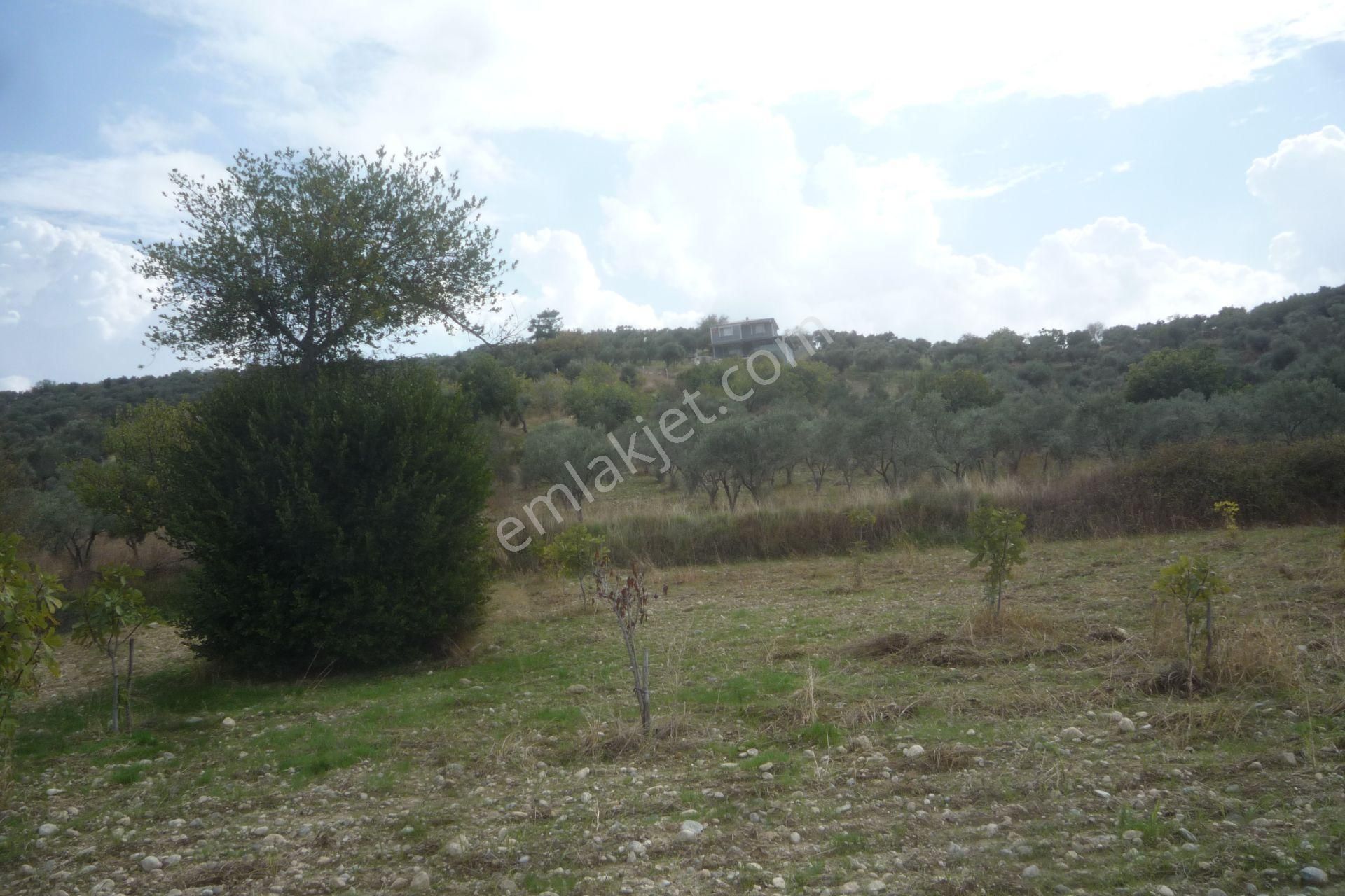 İzmir Torbalı Gold Emlaktan Bozköyde Satılık Kıymetli Bahçe - Görsel 15