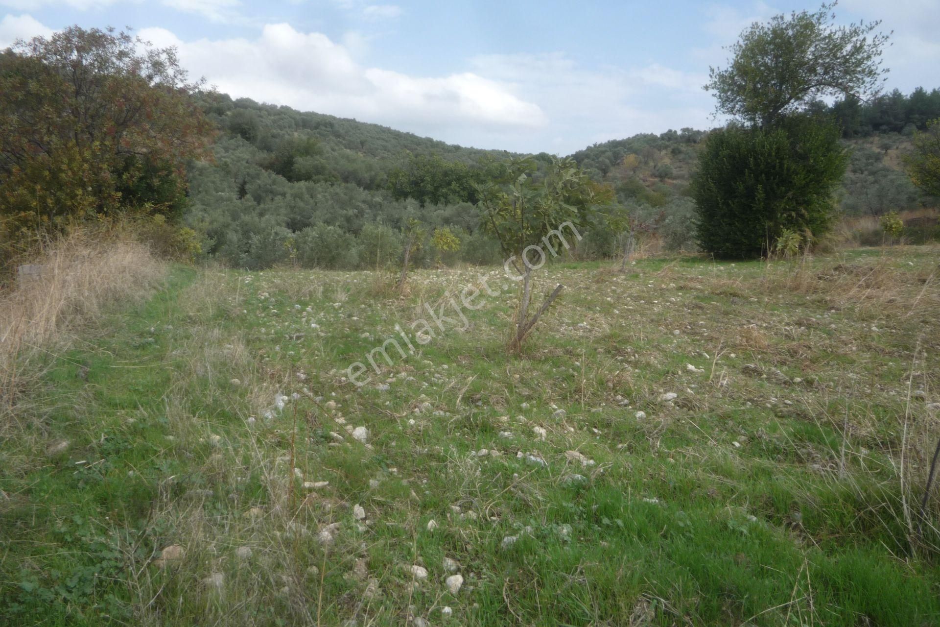 İzmir Torbalı Gold Emlaktan Bozköyde Satılık Kıymetli Bahçe - Görsel 4