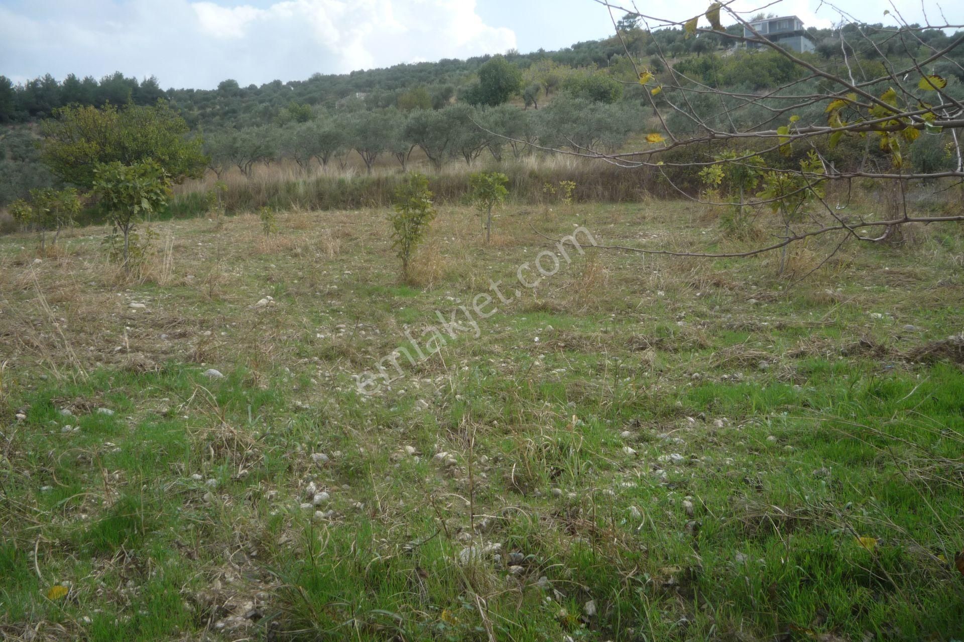 İzmir Torbalı Gold Emlaktan Bozköyde Satılık Kıymetli Bahçe - Görsel 3
