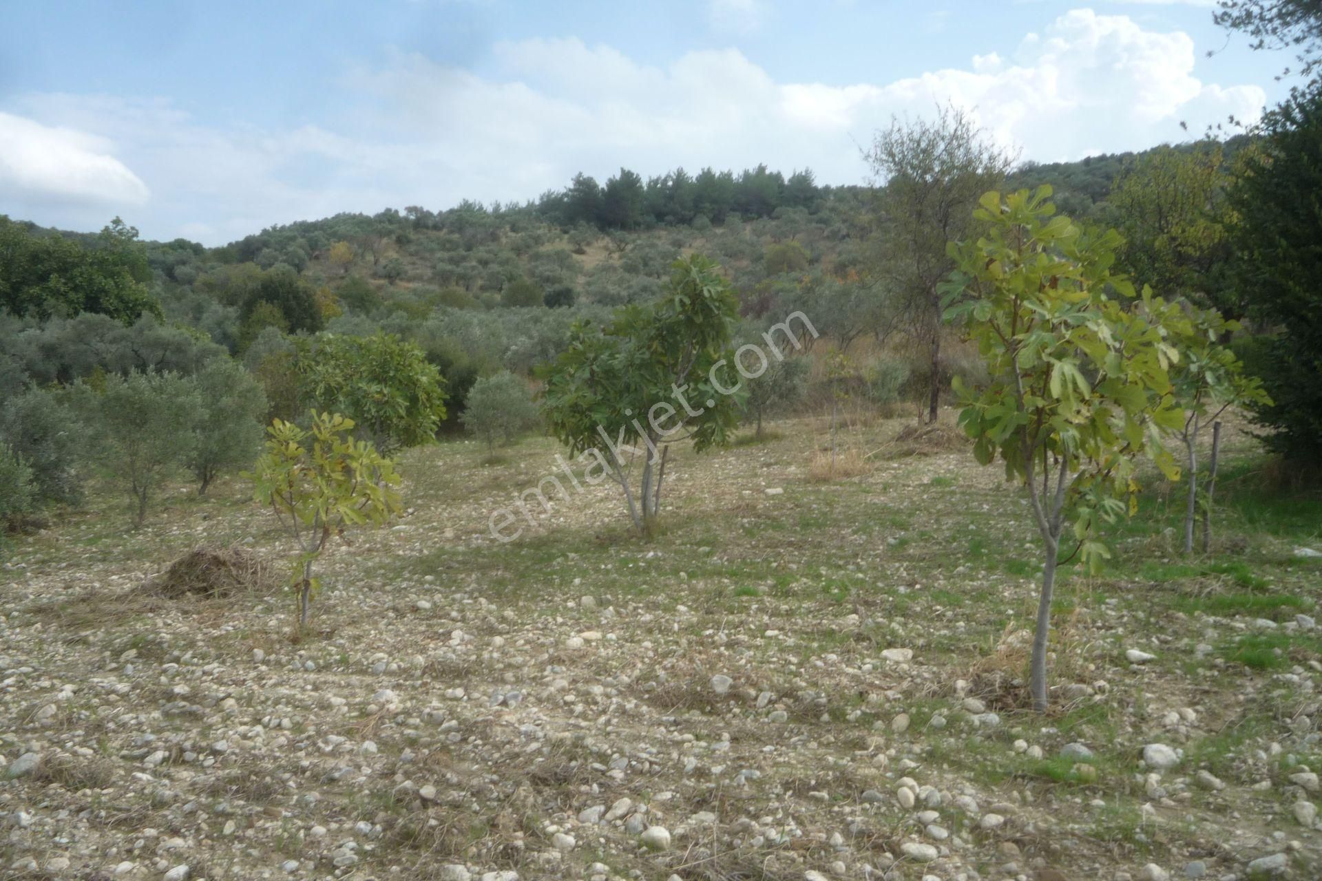 İzmir Torbalı Gold Emlaktan Bozköyde Satılık Kıymetli Bahçe - Görsel 6