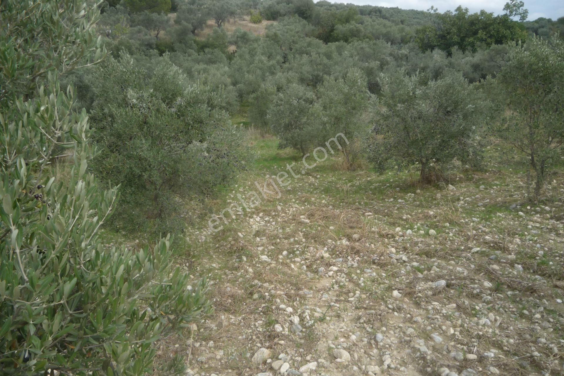 İzmir Torbalı Gold Emlaktan Bozköyde Satılık Kıymetli Bahçe - Görsel 9