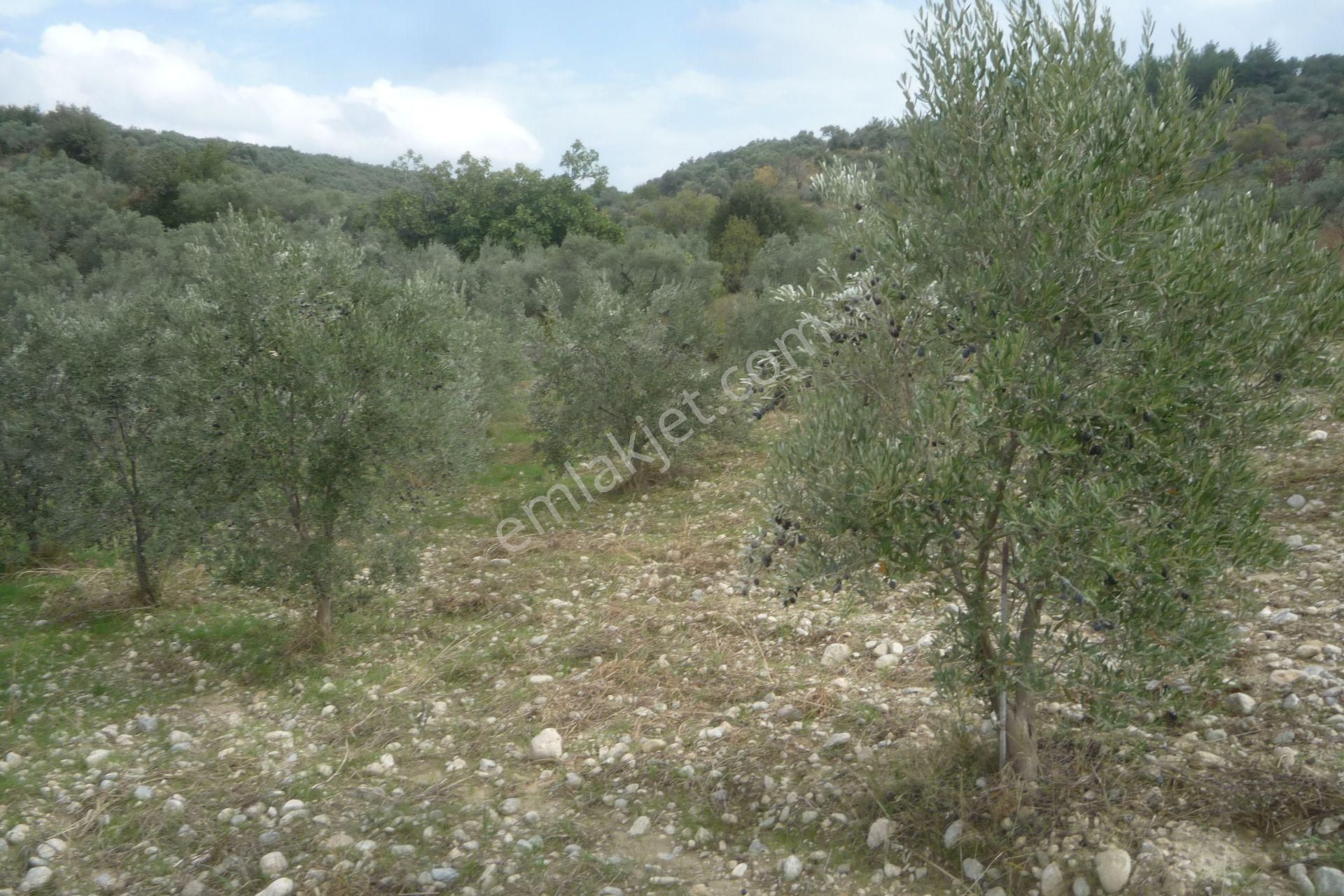 İzmir Torbalı Gold Emlaktan Bozköyde Satılık Kıymetli Bahçe - Görsel 8