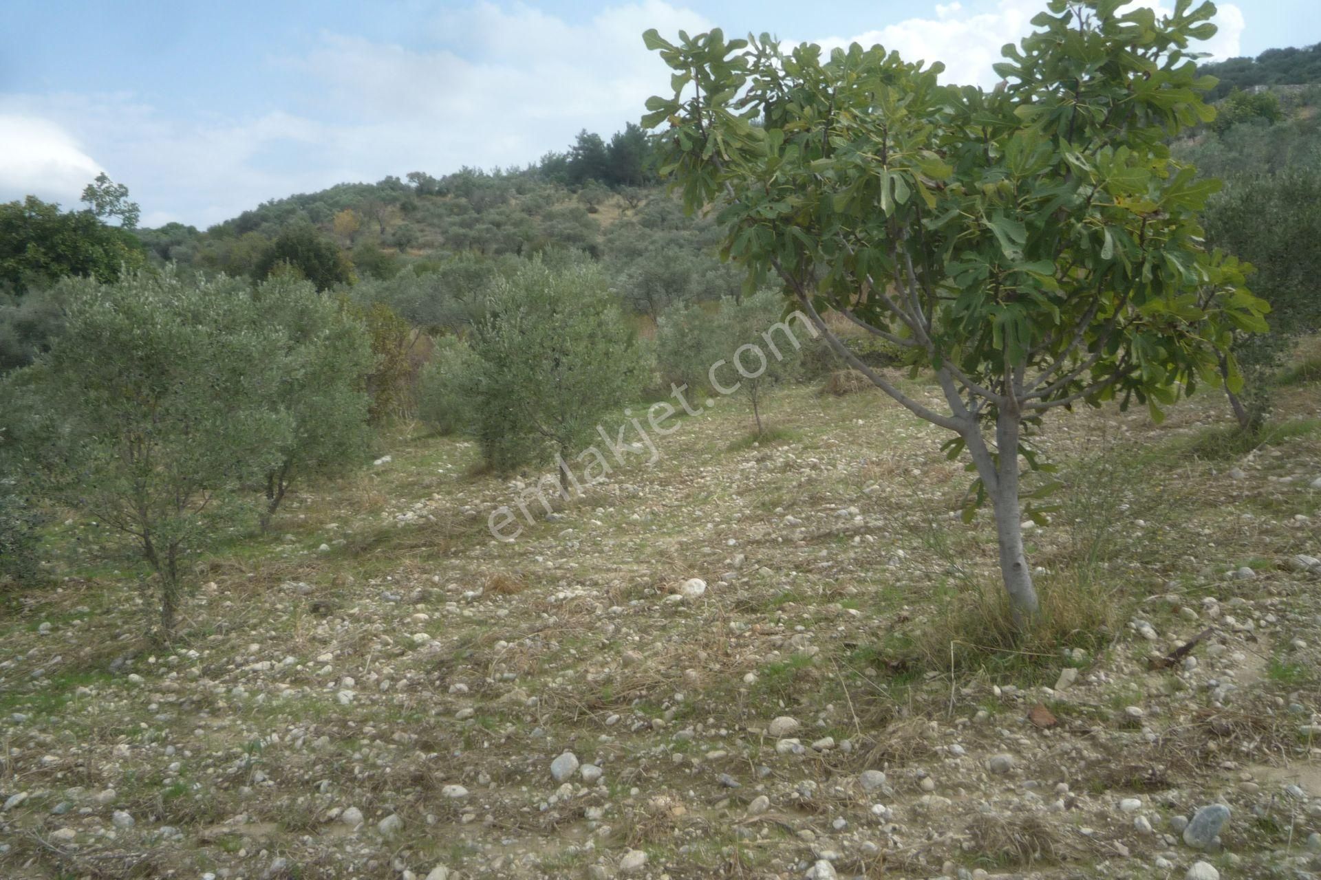 İzmir Torbalı Gold Emlaktan Bozköyde Satılık Kıymetli Bahçe - Görsel 10