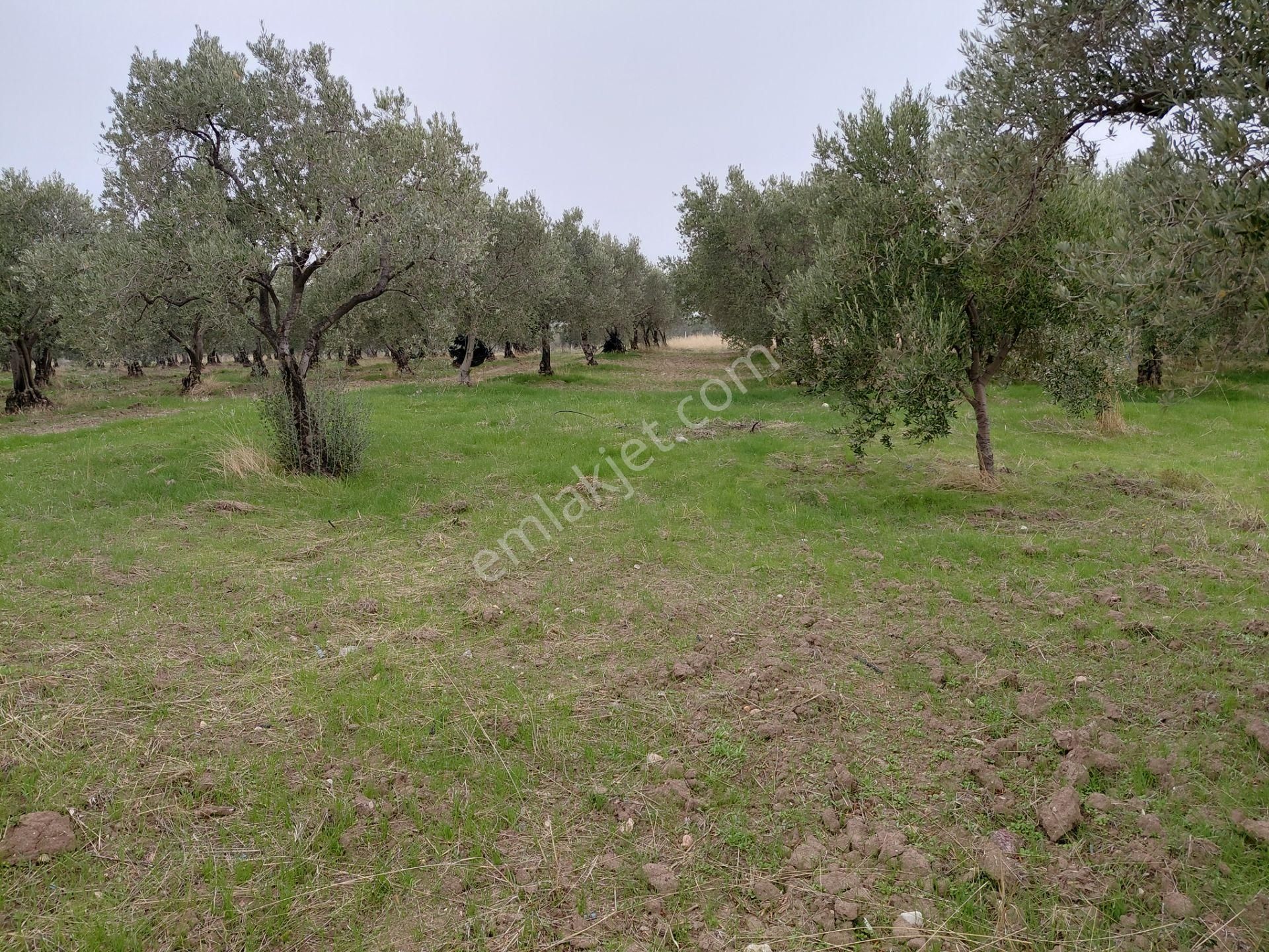 Akhisar Doğuca Da Satılık 8.750 M2 Trile Zeytinlik 3.100.000 Tl - Görsel 11