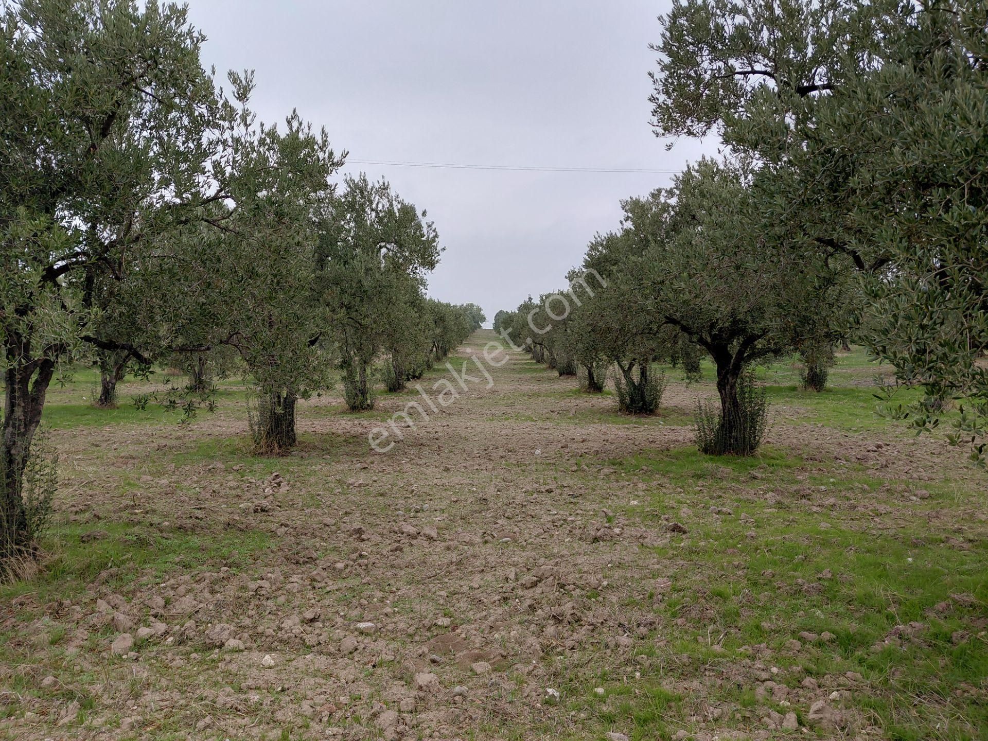 Akhisar Doğuca Da Satılık 8.750 M2 Trile Zeytinlik 3.100.000 Tl