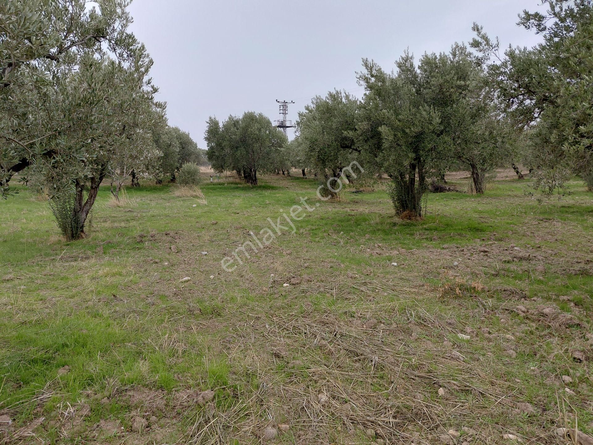 Akhisar Doğuca Da Satılık 8.750 M2 Trile Zeytinlik 3.100.000 Tl - Görsel 3