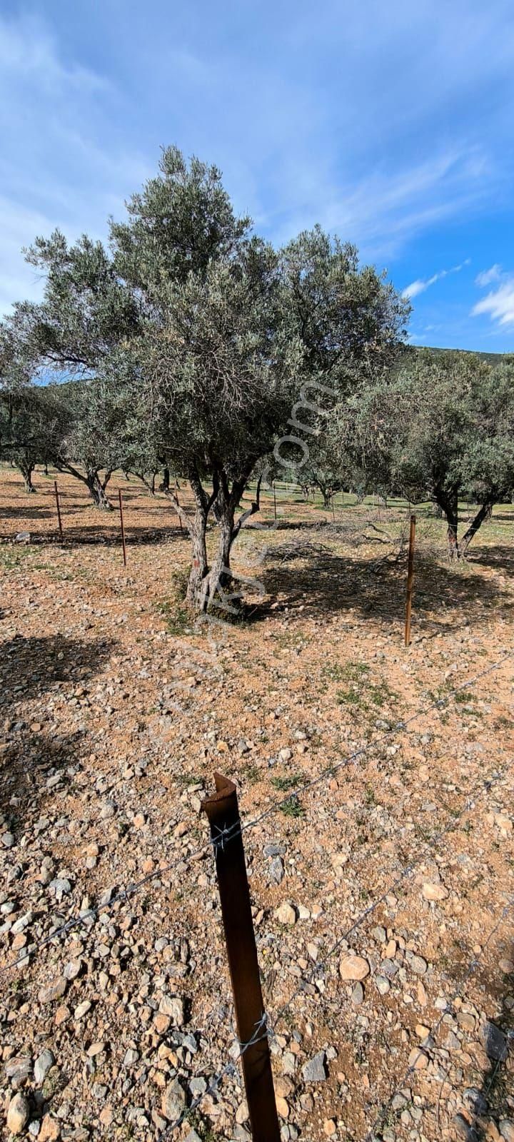 Acil...yukarı Sütçüler - Görsel 4