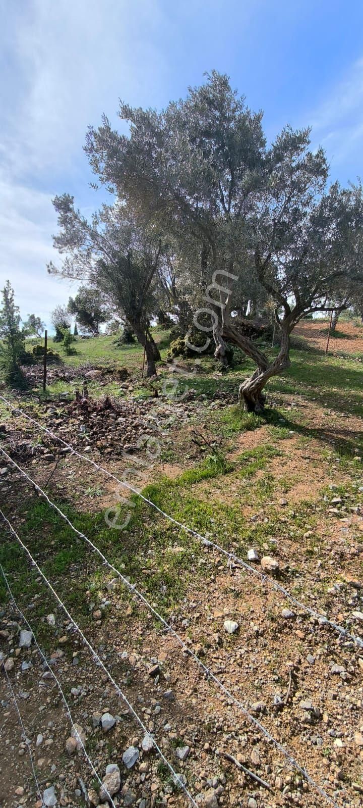 Acil...yukarı Sütçüler - Görsel 2