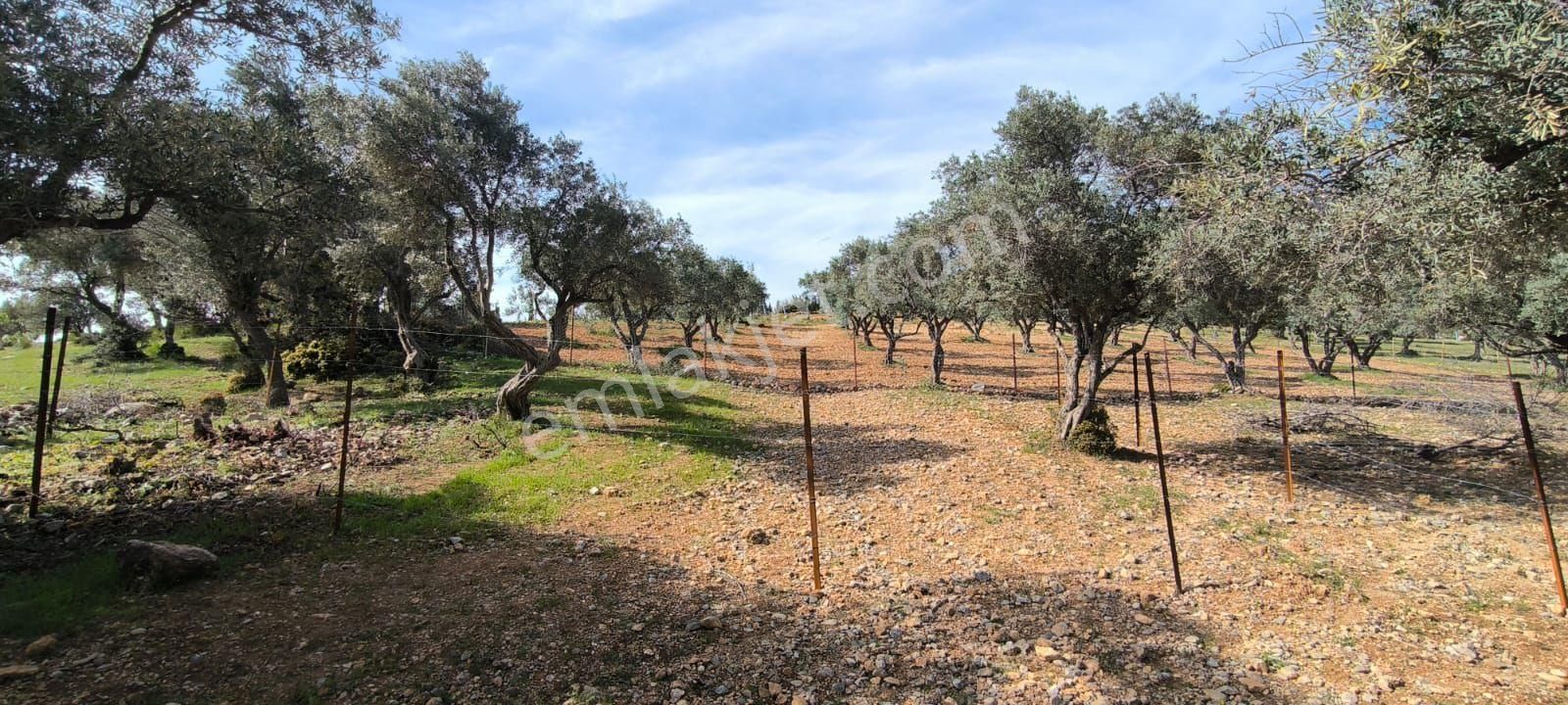 Acil...yukarı Sütçüler - Görsel 3