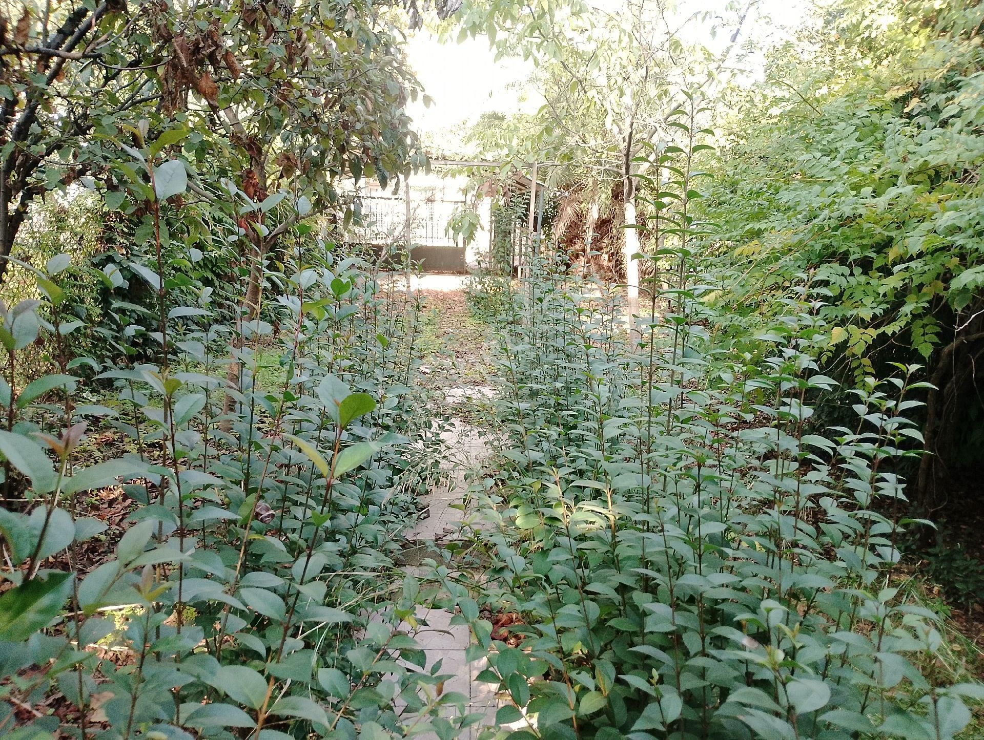 Körfez Mimarsinan Da Denize Sıfır Tripleks 518m2 Arsa İçinde - Görsel 8