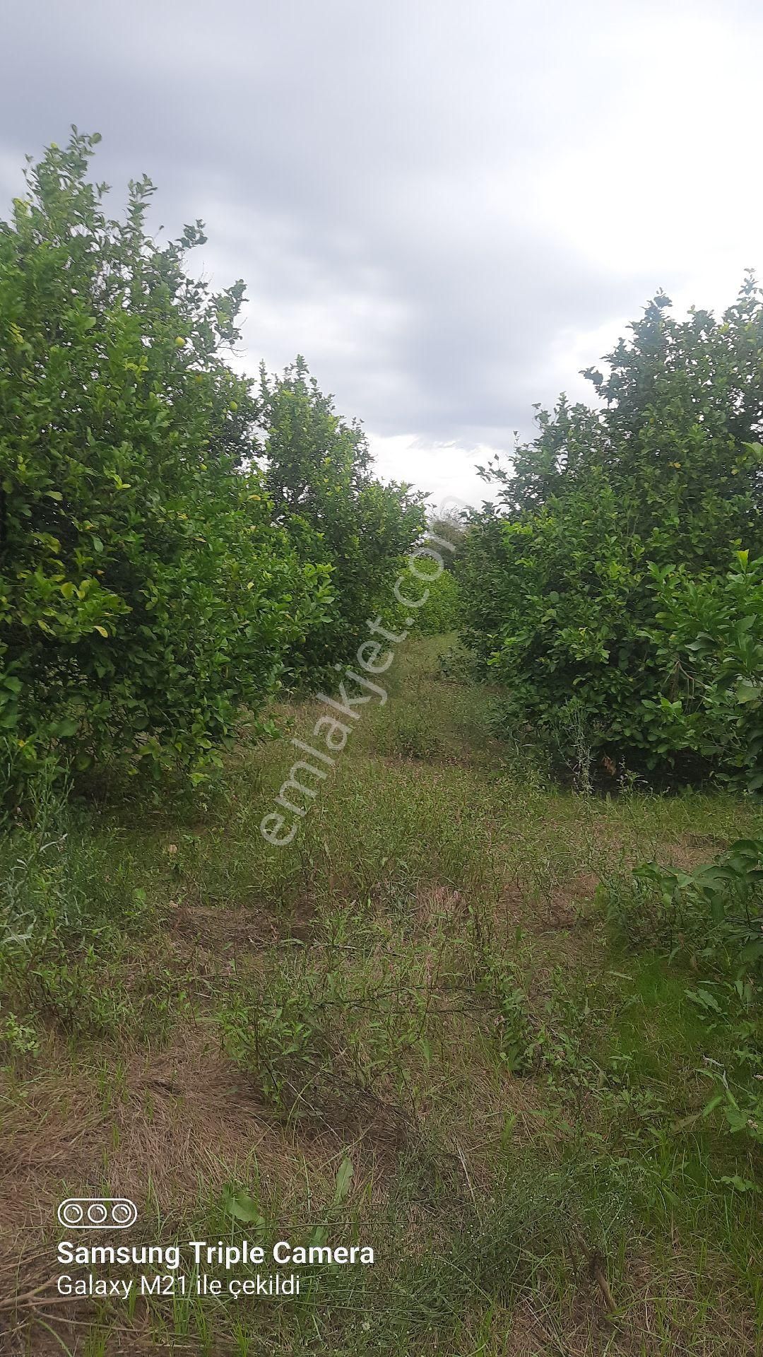 2000 M2 Rıza-i Taksimli Yerleşim İçi Yer - Görsel 5