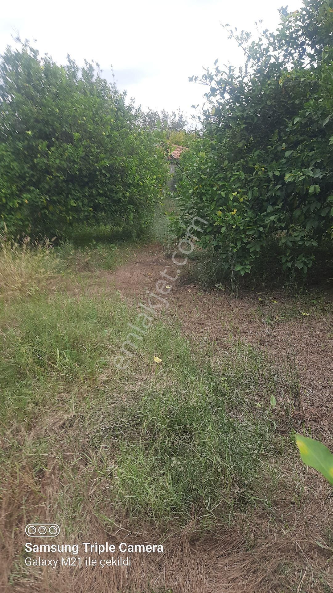 2000 M2 Rıza-i Taksimli Yerleşim İçi Yer - Görsel 2