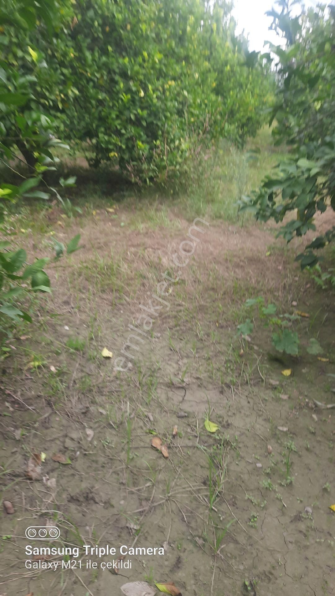 2000 M2 Rıza-i Taksimli Yerleşim İçi Yer - Görsel 3