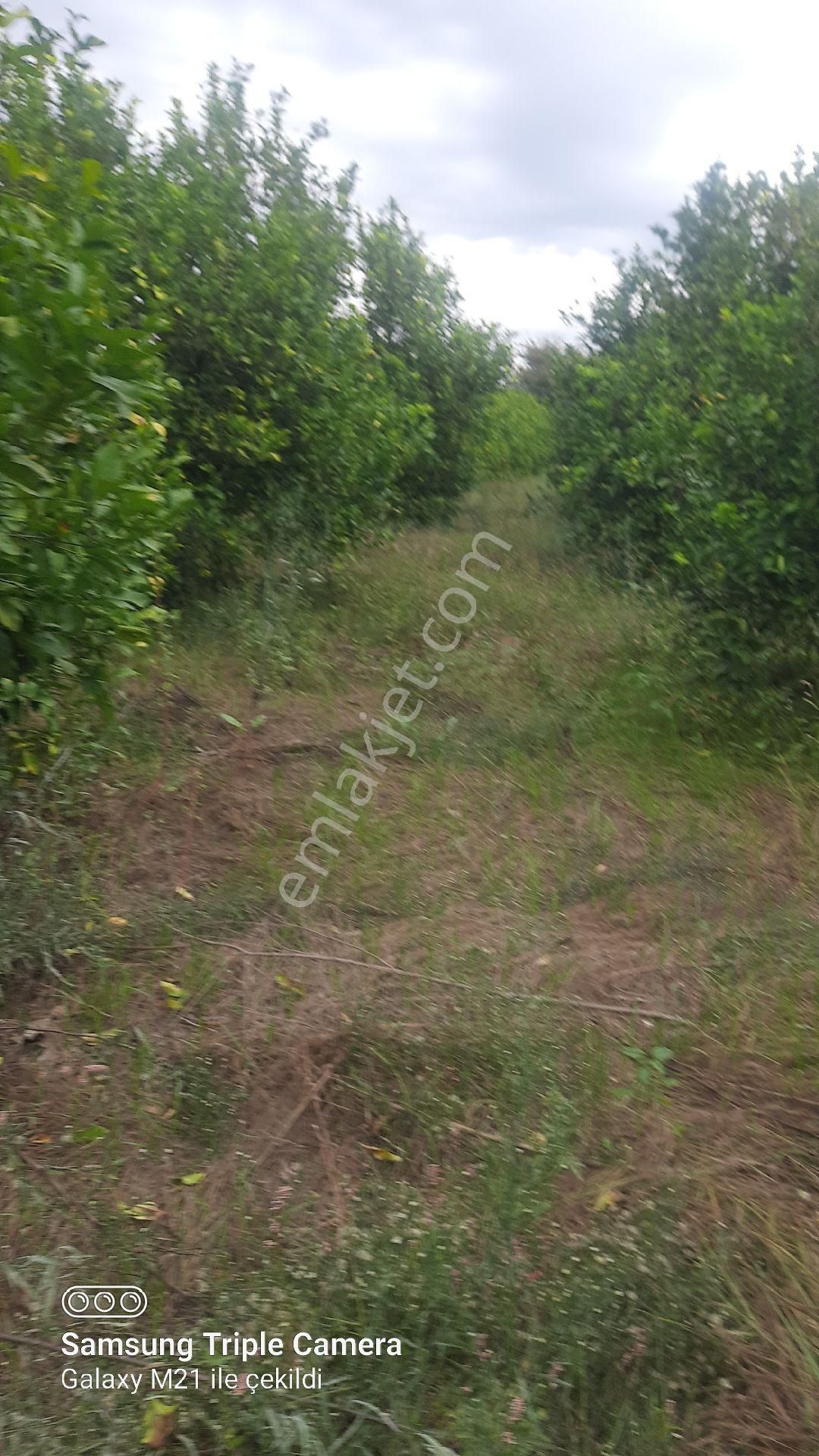 2000 M2 Rıza-i Taksimli Yerleşim İçi Yer - Görsel 4