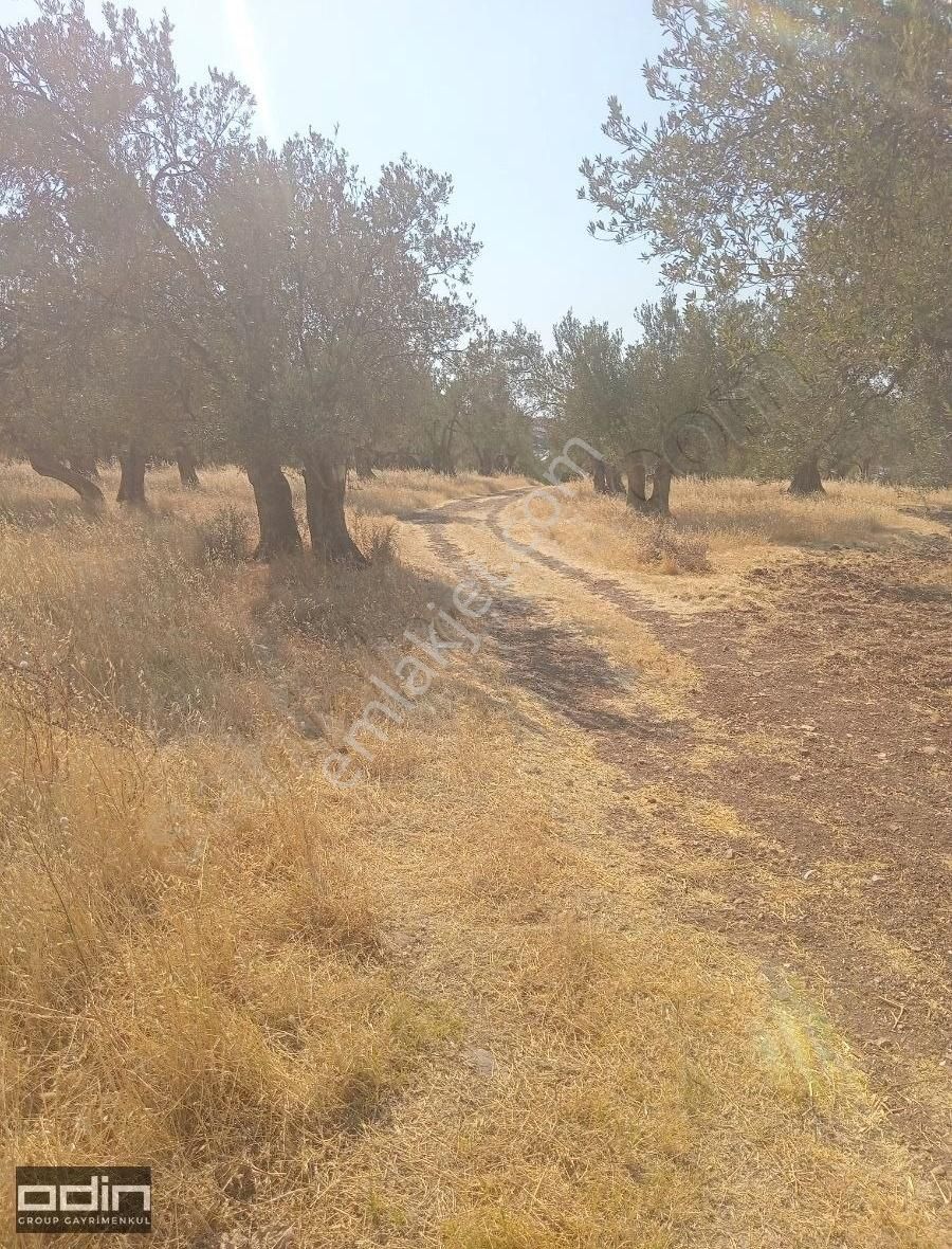 Ayvalık Şirinkent Yolu Üzerinde İmara Girecek İlk Bölgede - Görsel 5