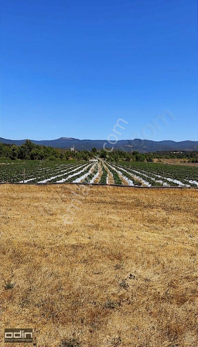 Odin'den Yenice Bağlı Köyünde 1087 Mt2 Çilek Bahçesi Satılıktır