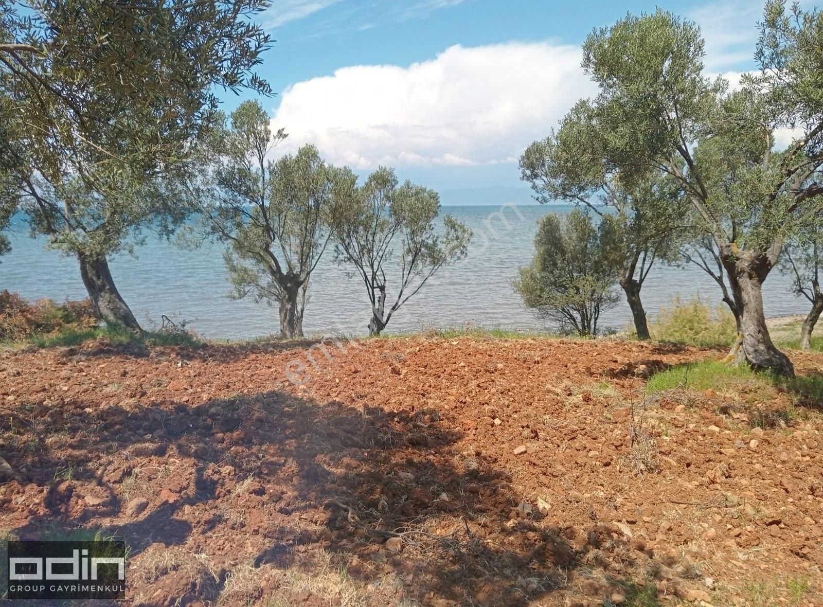Ayvalık Sahilkent Mahallesinde Denize Sıfır Zeytinlik - Görsel 3