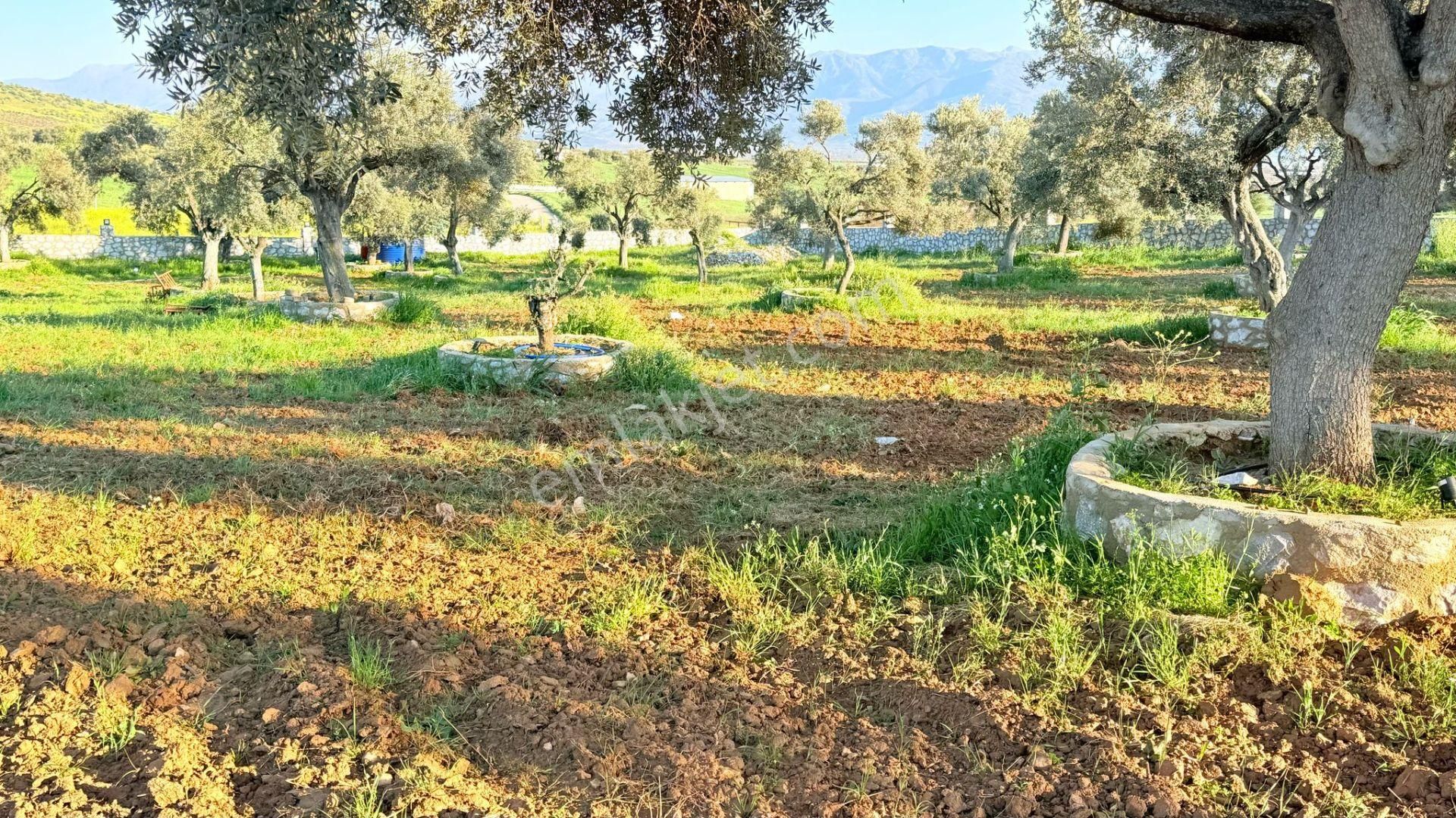 Bayındır Ve Ege Bölgesinin En Güzel Yeri Satılık - Görsel 33