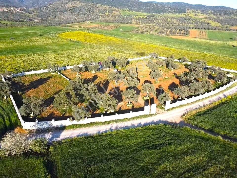 Bayındır Ve Ege Bölgesinin En Güzel Yeri Satılık - Görsel 18
