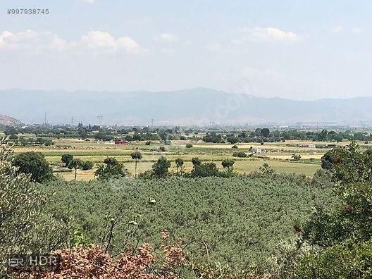 Kaçırılmayacak Satılık Kelepir Zeytinlik - Görsel 13