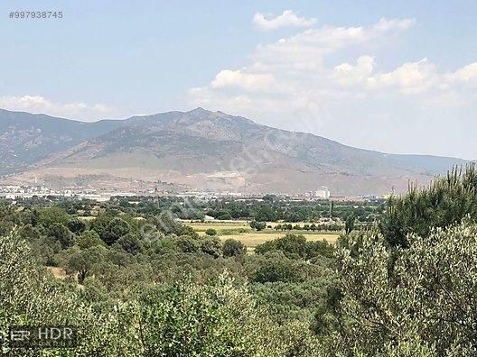 Kaçırılmayacak Satılık Kelepir Zeytinlik - Görsel 14