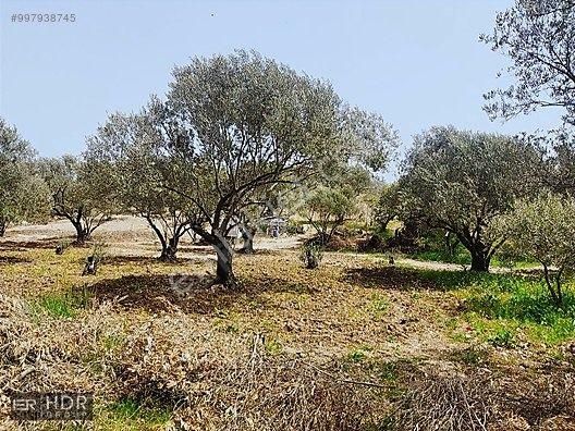 Kaçırılmayacak Satılık Kelepir Zeytinlik