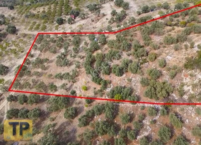Tire Akçaşehir Köyünde Satılık Zeytinlik - Görsel 10